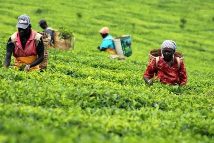 Impoverished tea pluckers seek solace in sanitiser-making projects
