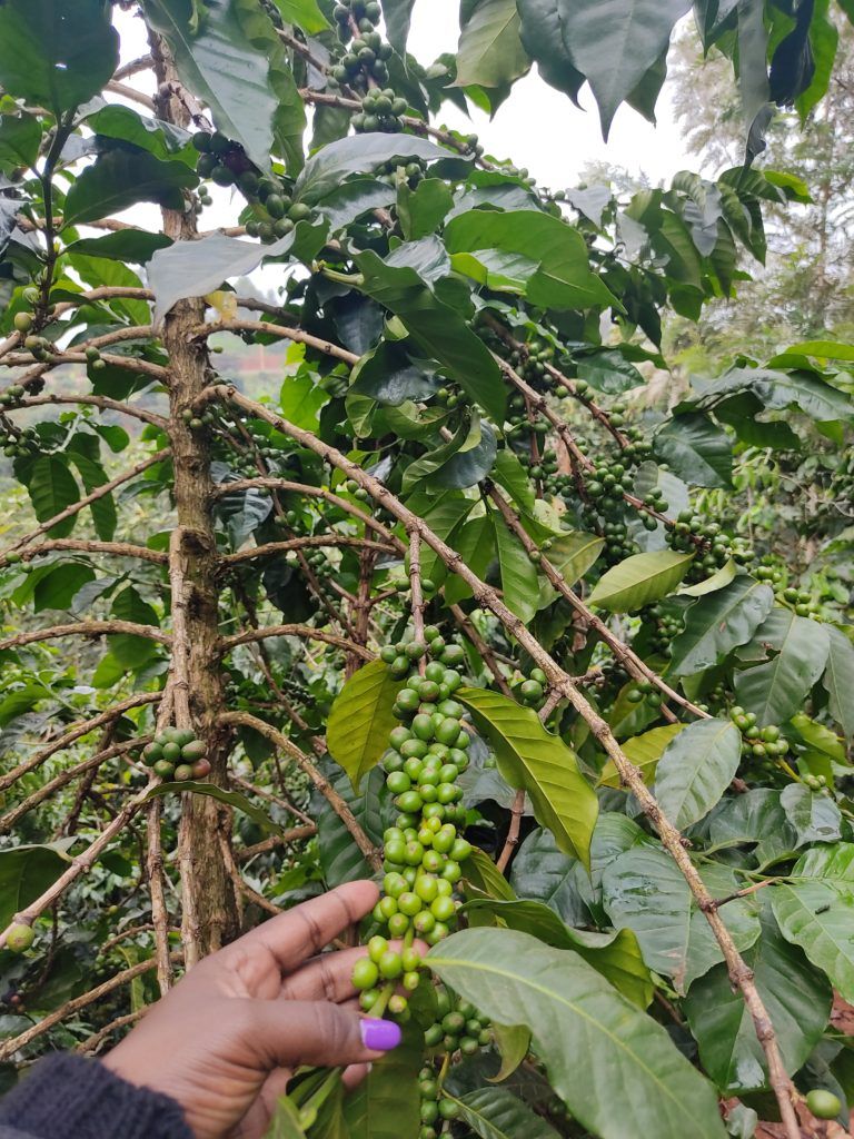 WHY I HOME ROAST MY OWN ORGANICALLY GROWN COFFEE