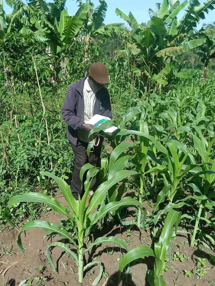 Farmers Leading the Way: How Farmer-Led Research is Transforming Agriculture in Bungoma and Uasin Gishu