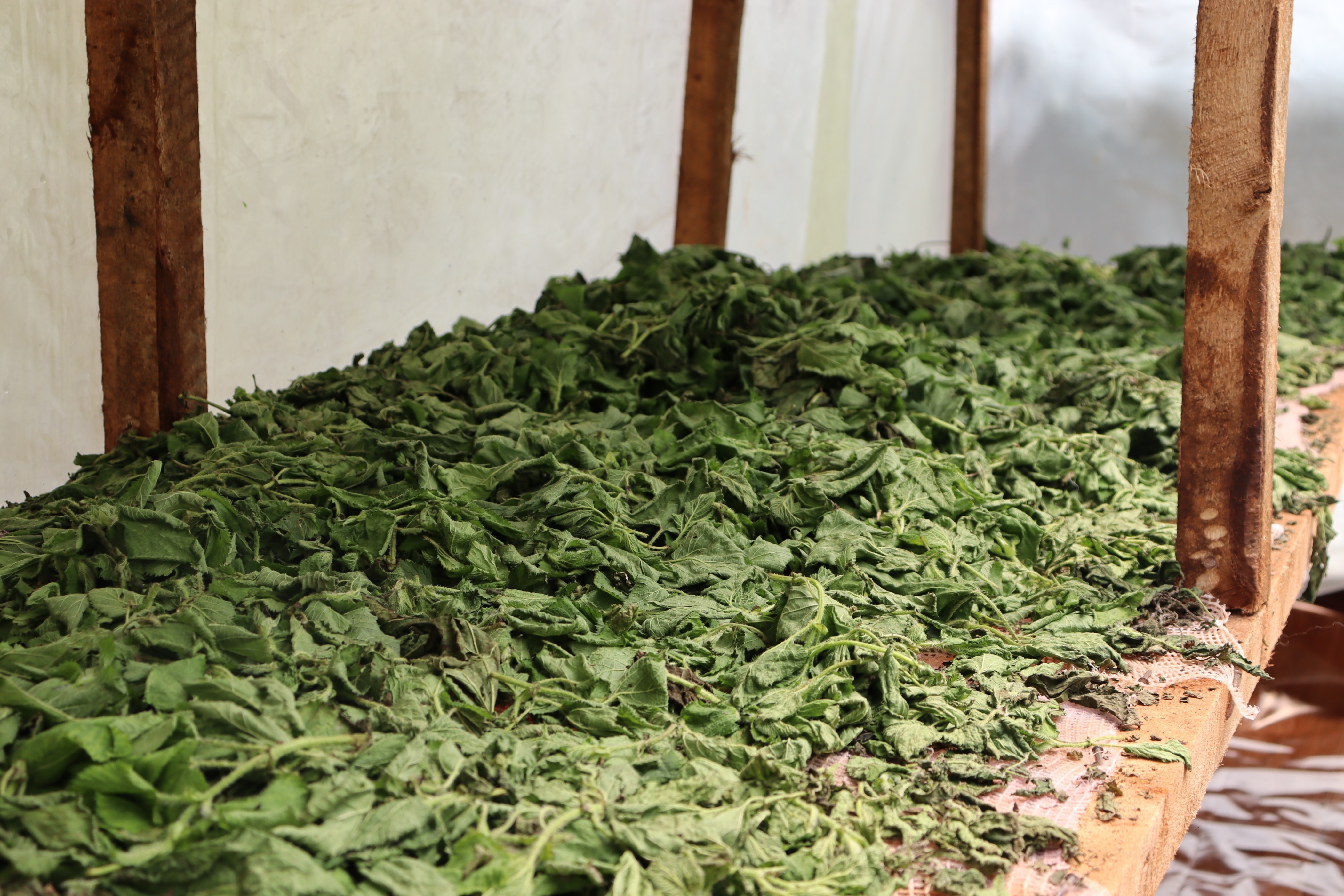 Beyond Tree Planting: The Nyeri Hill Youth Model for Sustainable Livelihoods