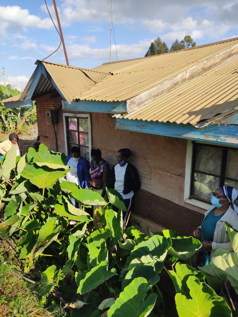 Farmers Adopt Arrowroot Farming Upland