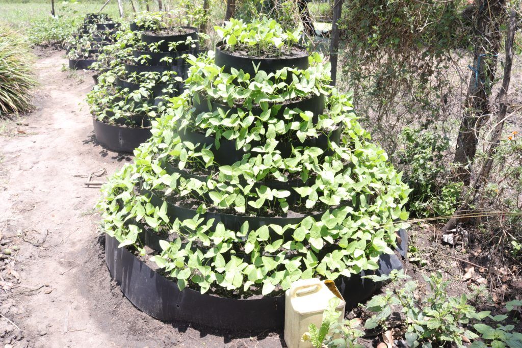 How Urban Gardens Are Transforming Lives of Women Living with HIV in Kenya