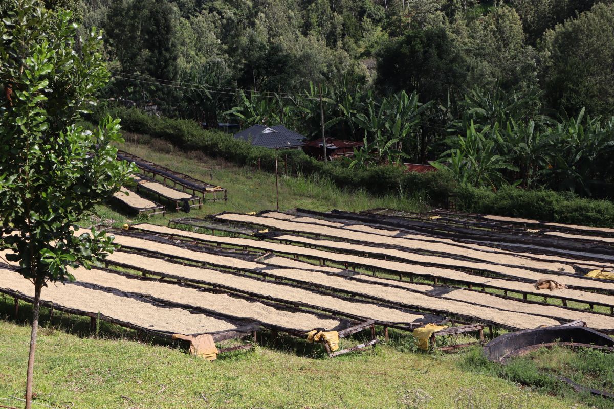 Agroecology in Coffee Farming: Advancing Sustainable Livelihoods in Kenya